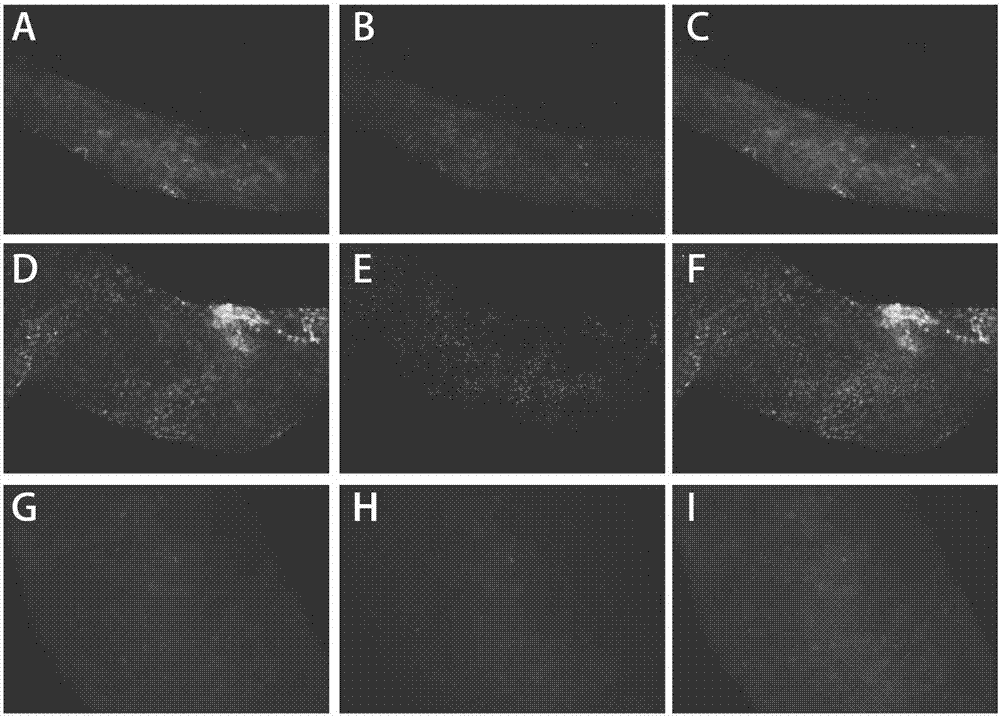 Immunofluorescent staining method and kit for rapidly evaluating testicular spermatogenic function