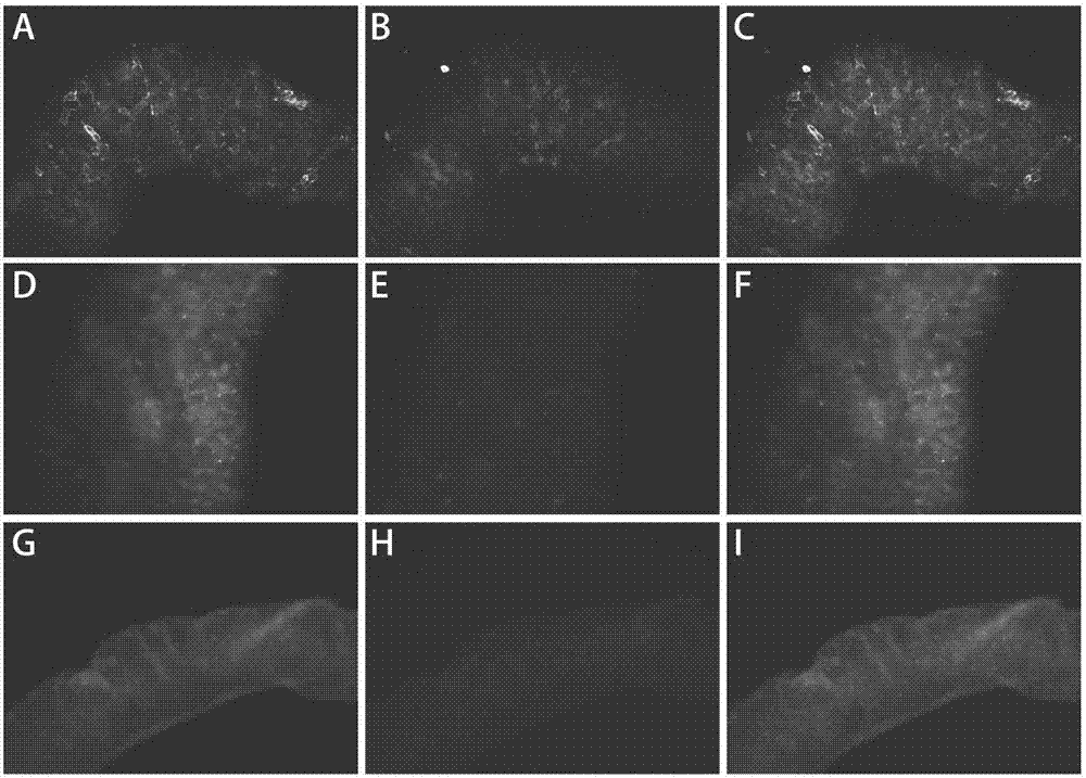 Immunofluorescent staining method and kit for rapidly evaluating testicular spermatogenic function