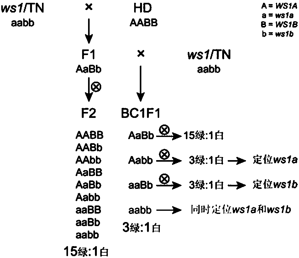 Method for positioning and cloning double-recessive gene for controlling same trait in plant