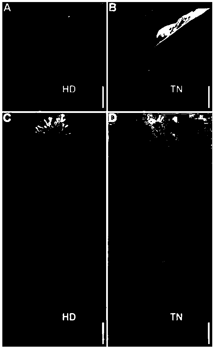 Method for positioning and cloning double-recessive gene for controlling same trait in plant