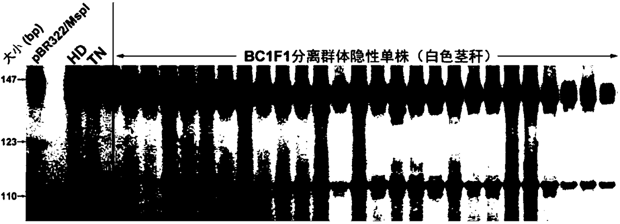 Method for positioning and cloning double-recessive gene for controlling same trait in plant