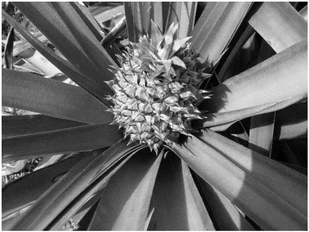 Effective anti-season flower formation method of cayenne pineapples