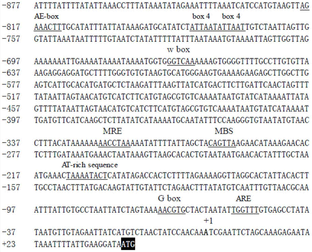 A promoter regulating gene expression in non-secreting glandular trichomes and its application