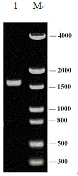 Recombinant syncytial virus protein and application thereof