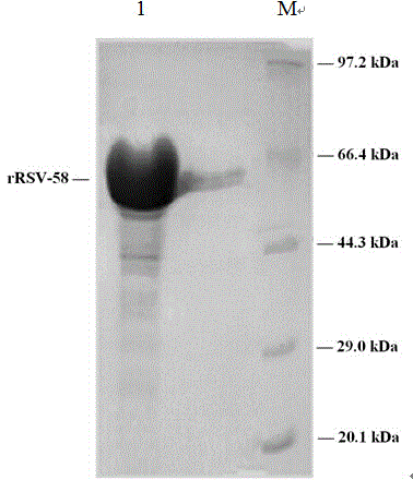 Recombinant syncytial virus protein and application thereof