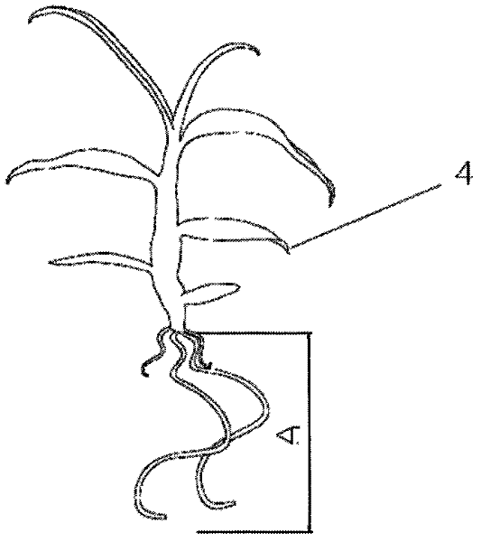 Tree tissue culture method of dendrobium candidum