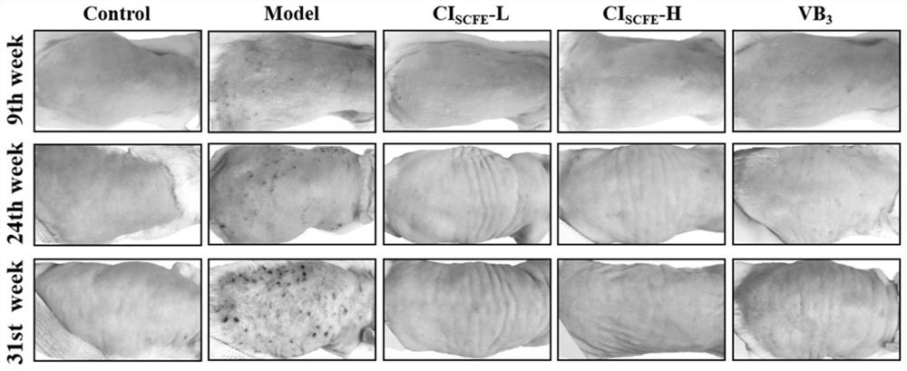 Application of wild chrysanthemum flower extract in preparation of drugs or sunscreen products for preventing and treating photoinduced skin injury diseases
