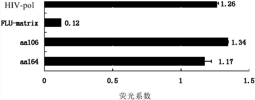CDK5 antigen epitope peptide and application thereof
