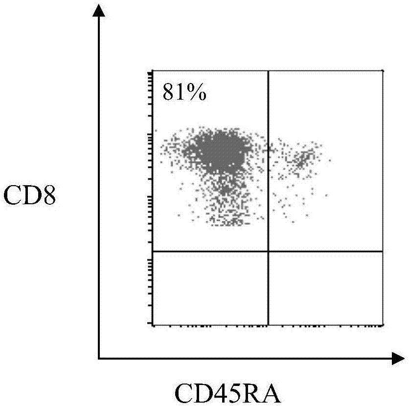 CDK5 antigen epitope peptide and application thereof
