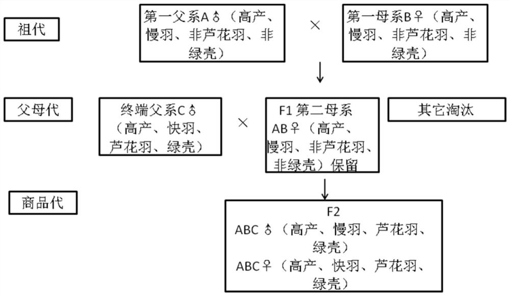 A seed production method of high-yielding reed-flower-feather green-shell layer hens with self-separated sex