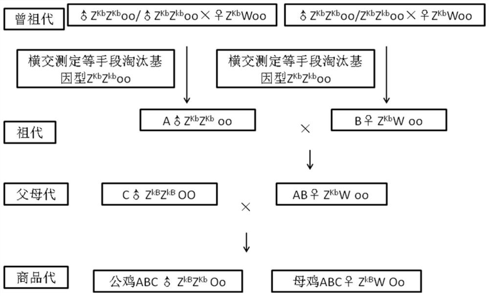 A seed production method of high-yielding reed-flower-feather green-shell layer hens with self-separated sex