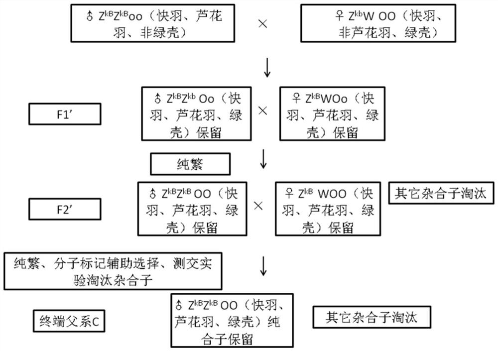 A seed production method of high-yielding reed-flower-feather green-shell layer hens with self-separated sex