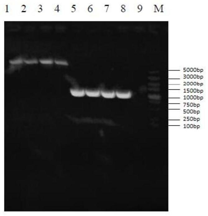 Canine distemper virus sensitive cell line slam-mdck and its construction method and application