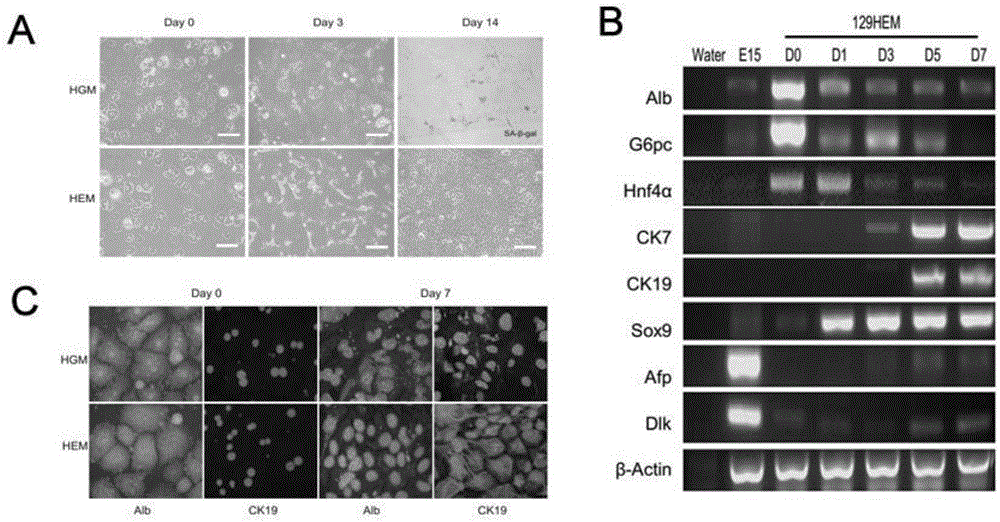 Method for in-vitro induction of cholangiocyte-like transformation of primary hepatocytes and for long-term culture, amplification and differentiation and application of method