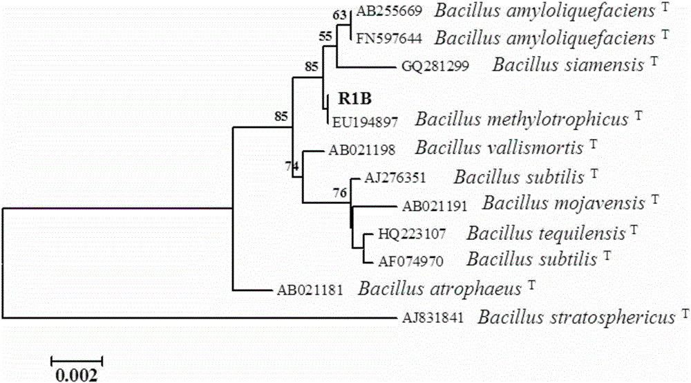 Bacillus methylothophicus strain for preventing and controlling pear ring rot and soft rot and application of bacillus methylothophicus strain