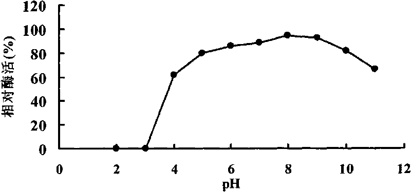 Novel antiprotease acid alpha-galactosidase AGA36 and gene and application thereof