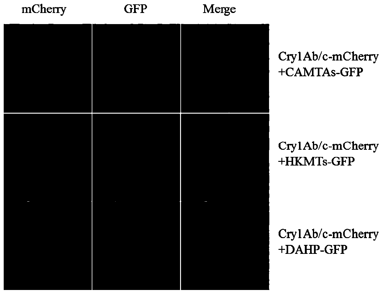 Method for detectingprotein interaction by co-immunoprecipitation on basis of two-color fluorescent tag proteins GFP and mCherry