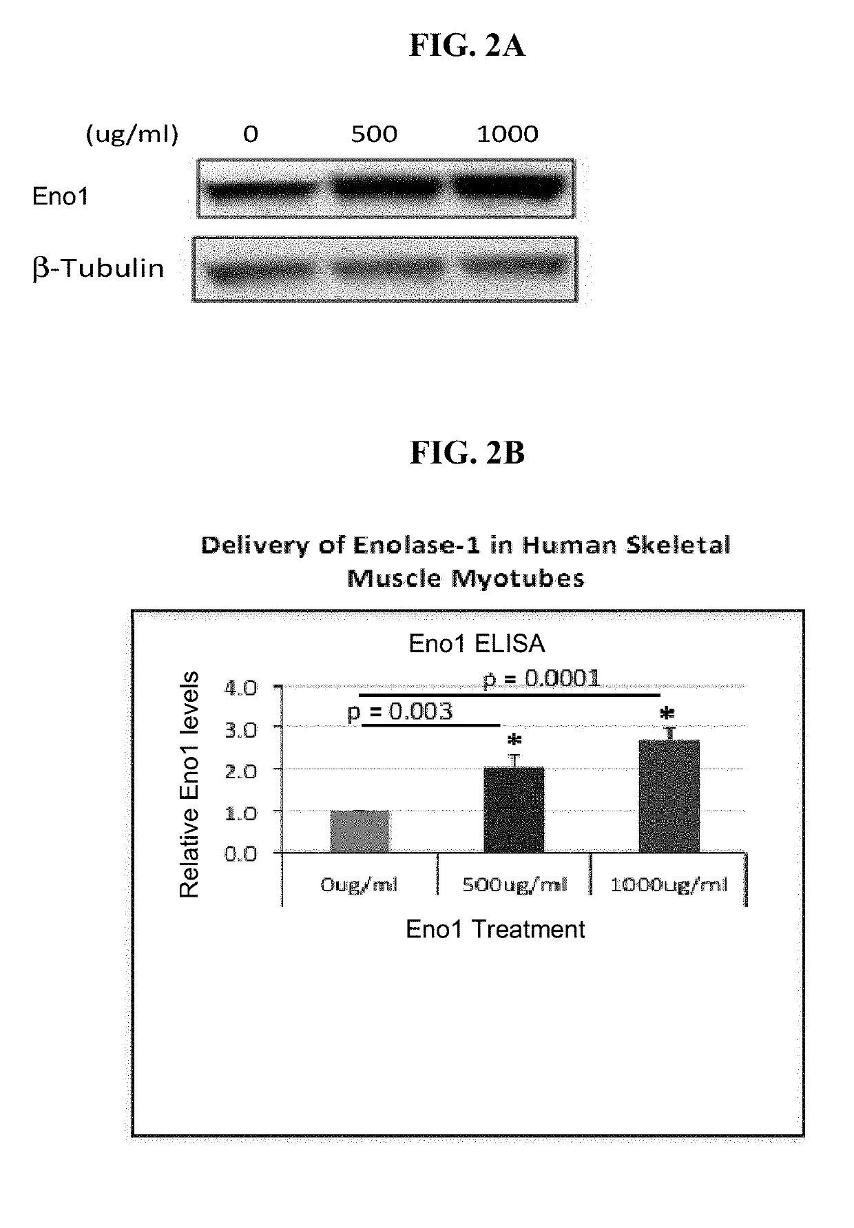 Enolase 1 (ENO1) compositions and uses thereof