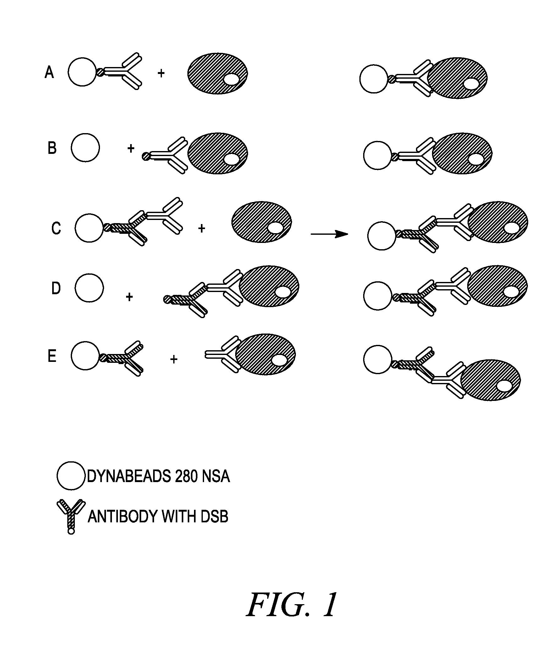 Methods of reversibly binding a biotin compound to a support