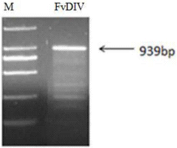 Strawberry salt stress related gene FvDIV and application thereof
