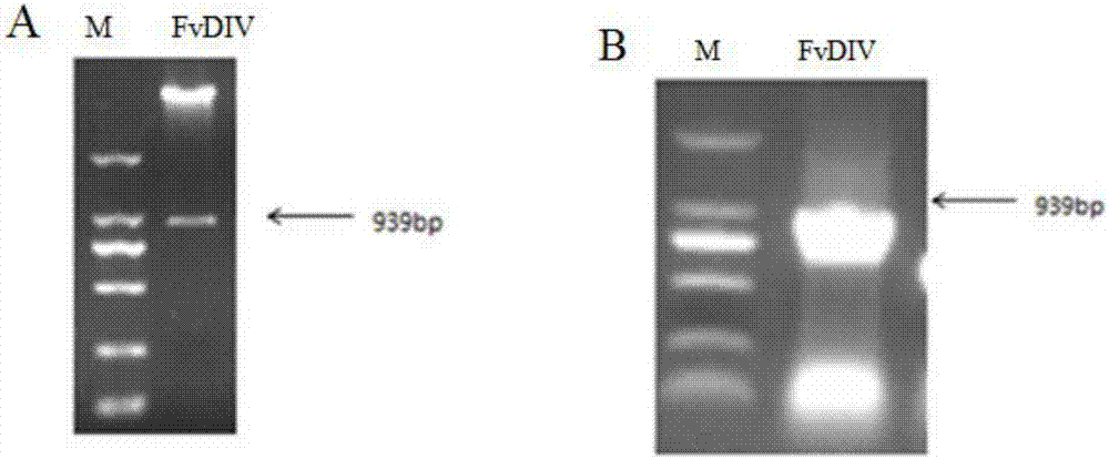 Strawberry salt stress related gene FvDIV and application thereof