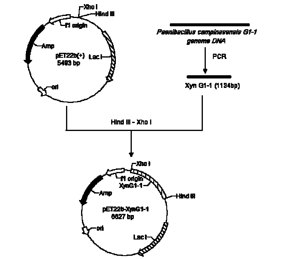 A high-temperature resisting neutral xylanase gene and engineering bacteria containing the gene
