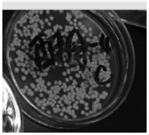 A kind of high sugar tolerance Pichia mongolica strain and its application