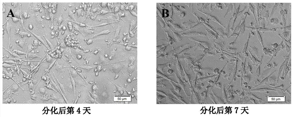 Culture method and application thereof for rhesus peripheral blood mononuclear macrophages