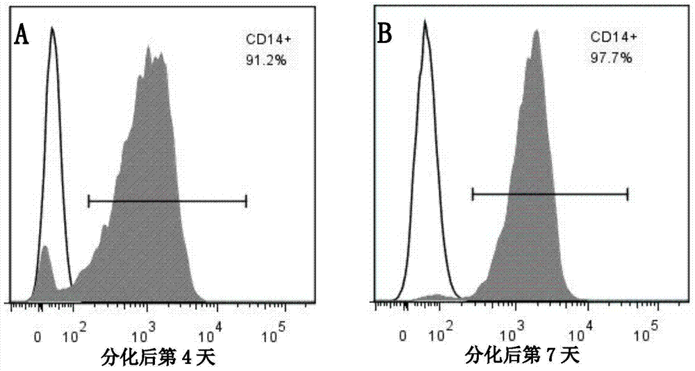 Culture method and application thereof for rhesus peripheral blood mononuclear macrophages