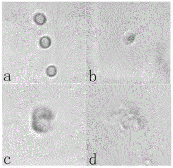 A kind of Bacillus megaterium having lytic effect on Microcystis aeruginosa and its application