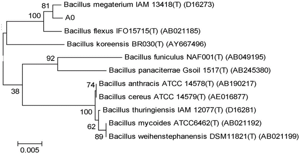 A kind of Bacillus megaterium having lytic effect on Microcystis aeruginosa and its application