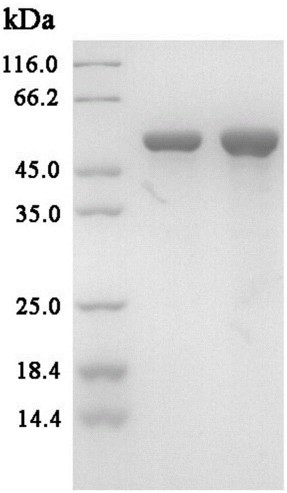 Hyperthermophilic glycosidase mutant and application thereof in preparation of ginsenoside CK