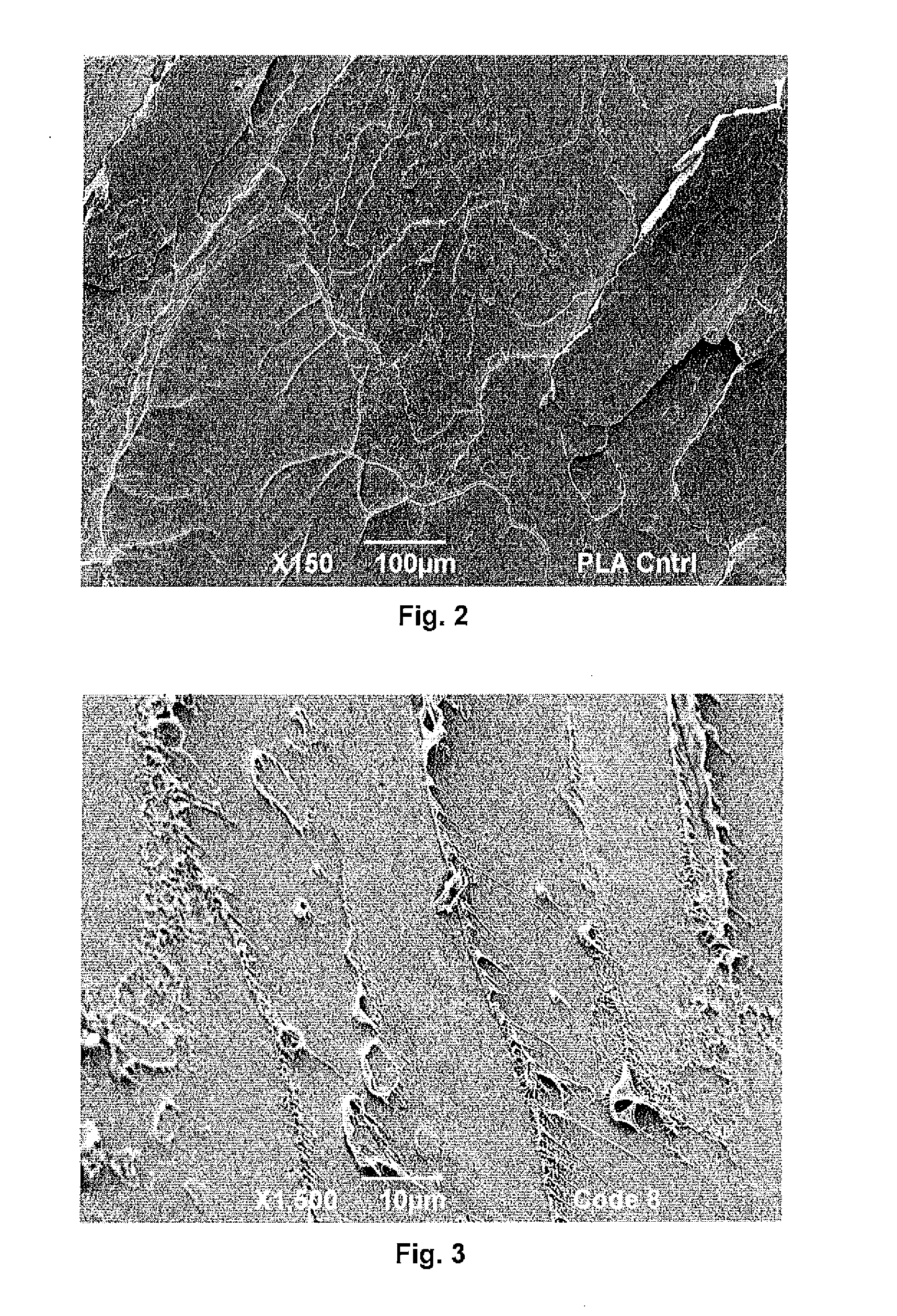 Rigid Renewable Polyester Compositions having a High Impact Strength and Tensile Elongation
