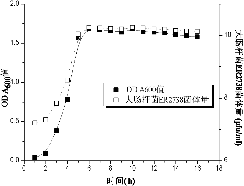 Method for biopanning affinity ligand of bromelin