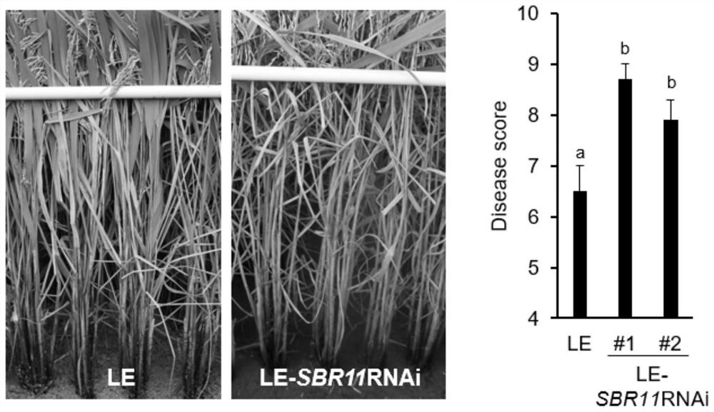 Rice sheath blight resistance gene SBR11 as well as molecular marker and application thereof