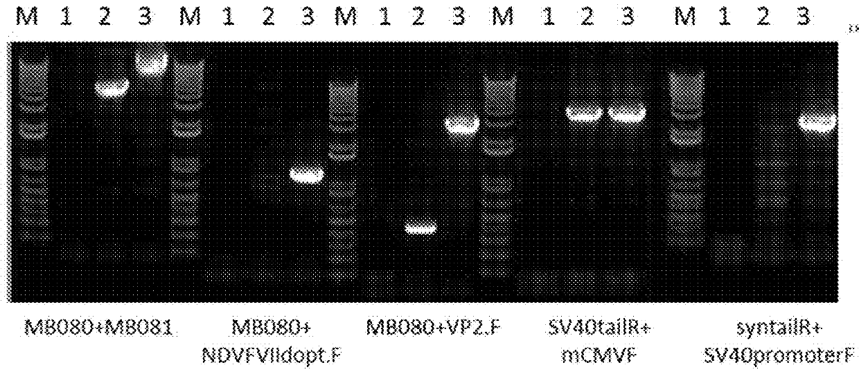 Recombinant hvt vectors expressing multiple antigens of avian pathogens and uses thereof