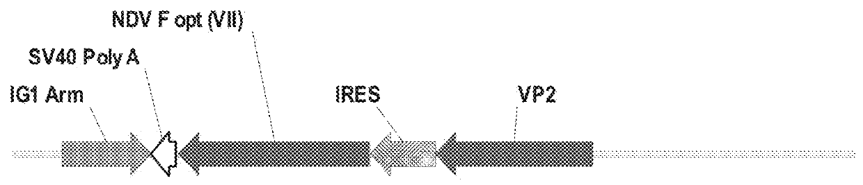 Recombinant hvt vectors expressing multiple antigens of avian pathogens and uses thereof