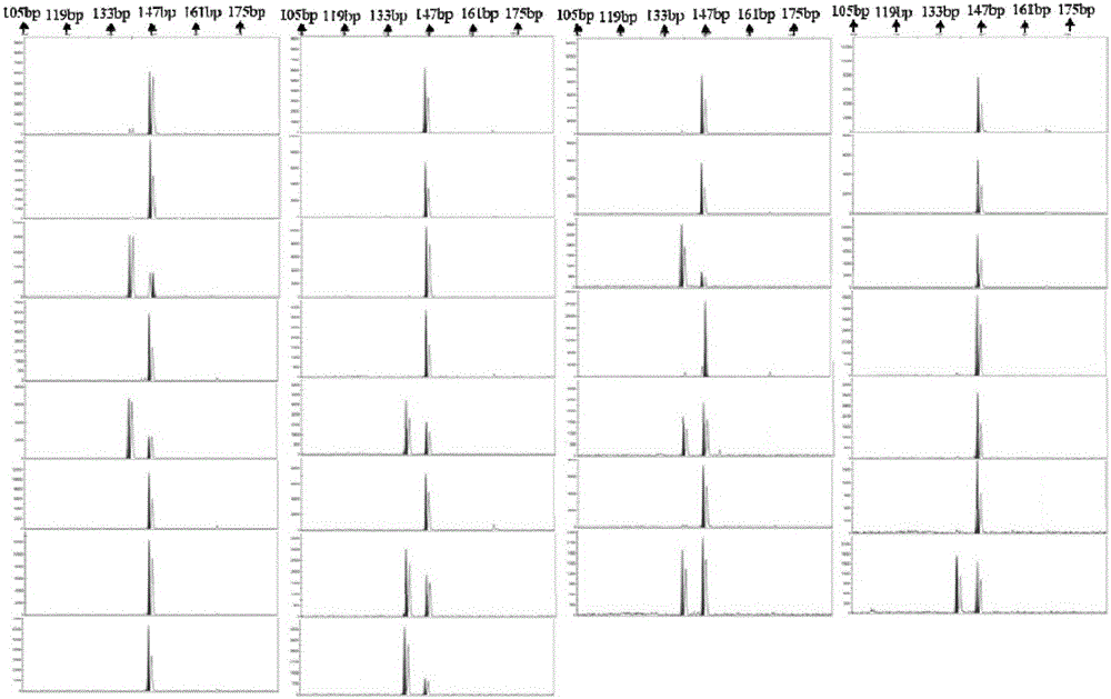 Microsatellite marker primer and method for authenticating inbred family of palaemon carinicauda