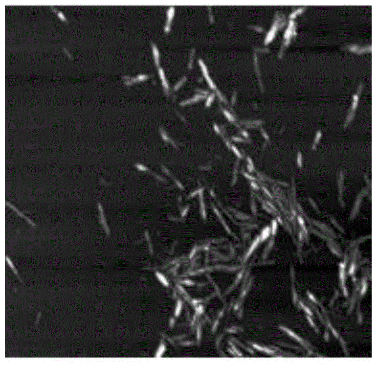 Method for preparing high-adsorption nano-crystalline cellulose polyvinylamine microgel by using biomass