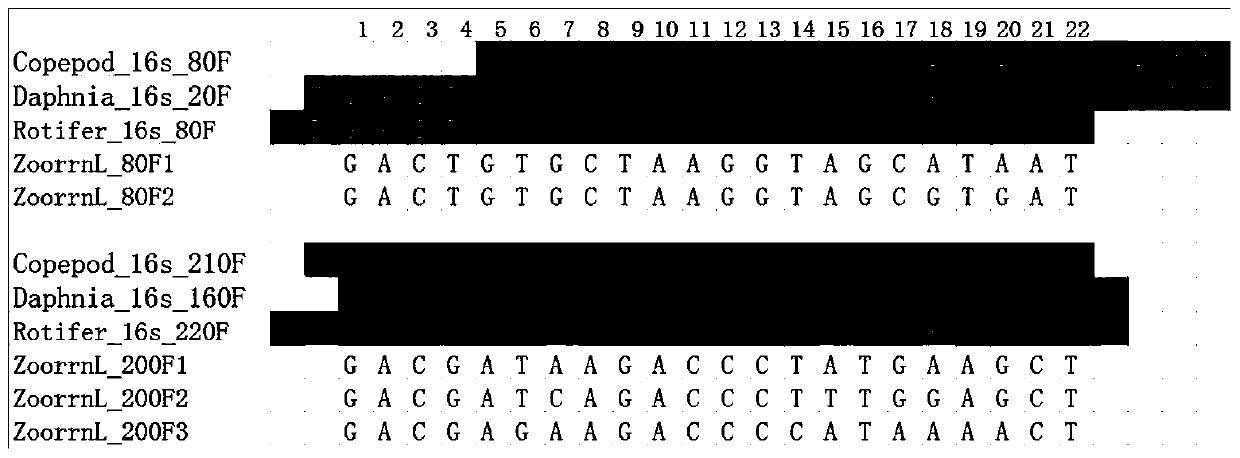 Zooplankton rrnl gene amplification primer and its screening method and application and application method