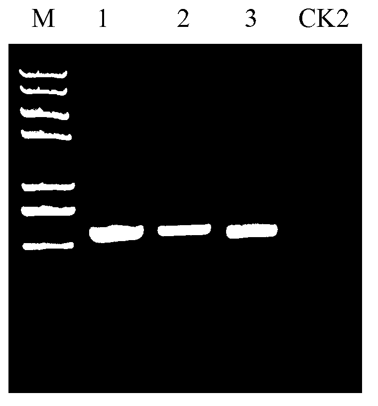 Rice gene BADH2 site-directed knockout system and application thereof