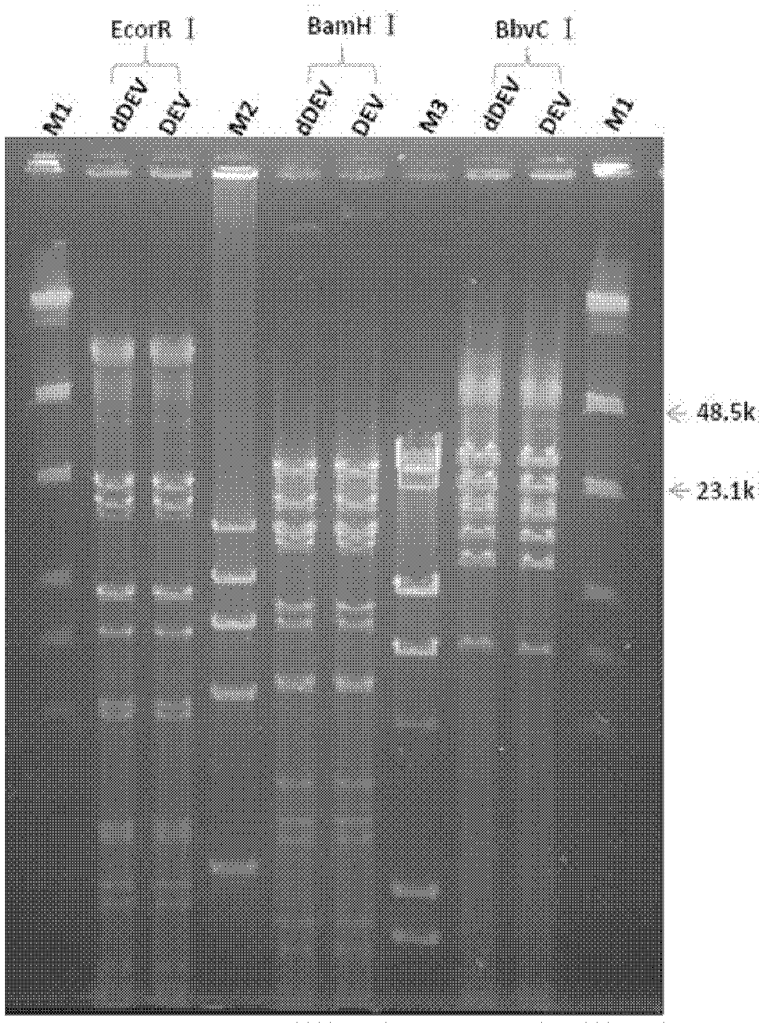 Recombinant duck enteritis virus (DEV) vaccine strain for expressing avian influenza virus haemagglutinin (HA) gene and constructing method and application thereof