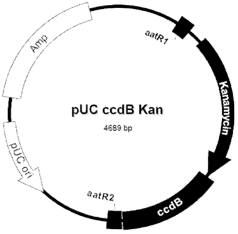 Recombinant duck enteritis virus (DEV) vaccine strain for expressing avian influenza virus haemagglutinin (HA) gene and constructing method and application thereof