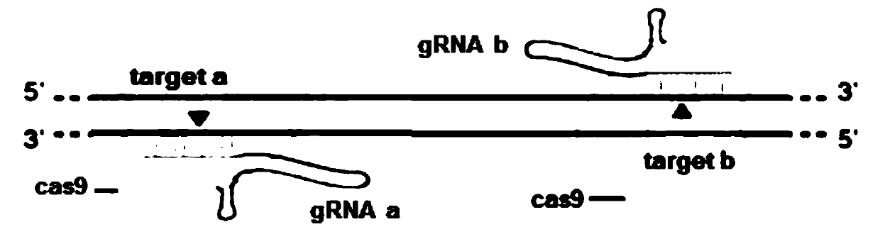 Method for knocking out zebrafish p2rx2 gene