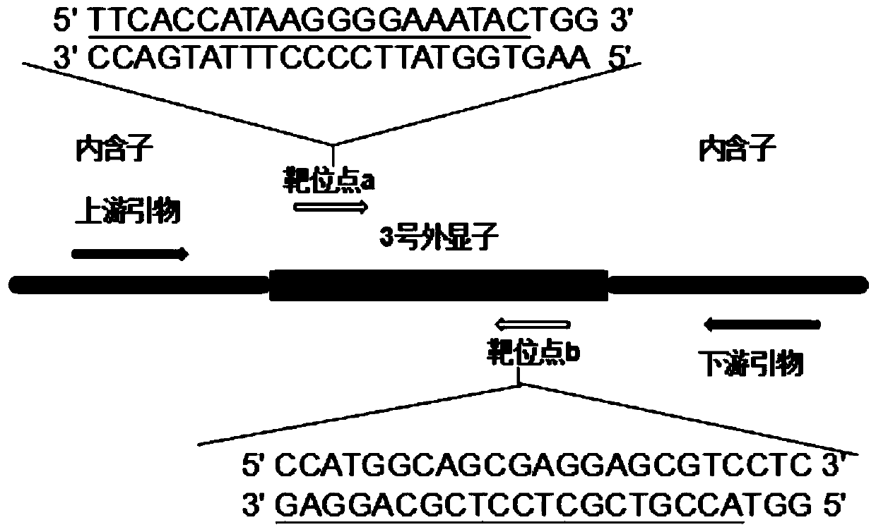 Method for knocking out zebrafish p2rx2 gene