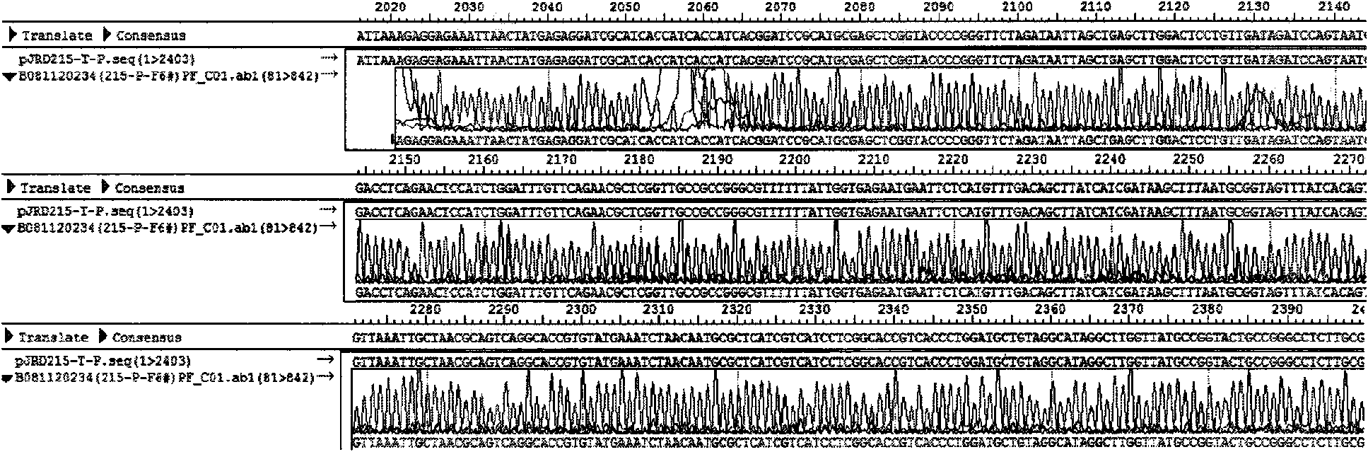 Preparation method of acidithiobacillus ferrooxidian genetic engineering strain with quick growth speed and strong uranium and fluorine resistance capacities as well as application thereof