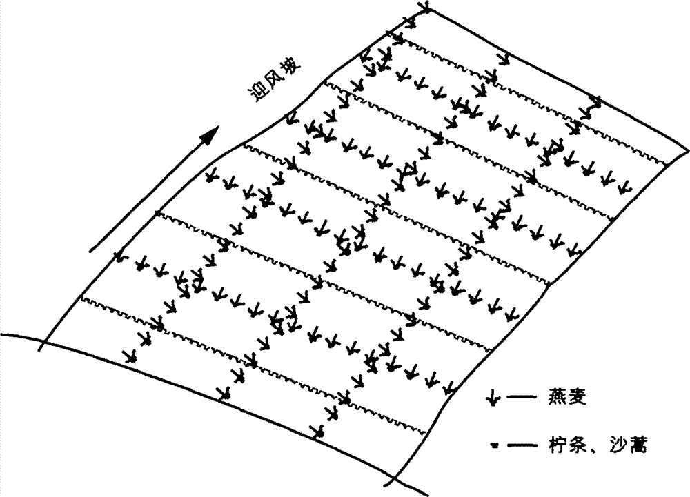 Method for arranging movable oat sand-protecting barrier on moving dune