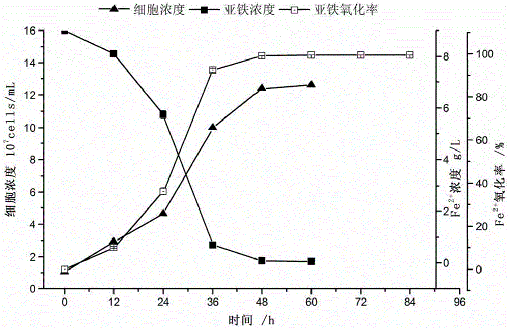 A kind of acidophilic ferric oxidizing microbial composite bacterial agent and preparation method thereof