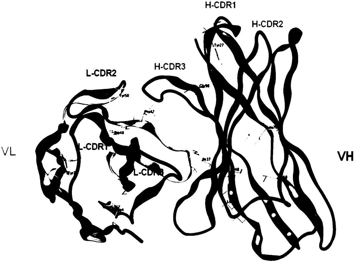 A kind of anti-human delta-like 4 humanized antibody and its preparation and application