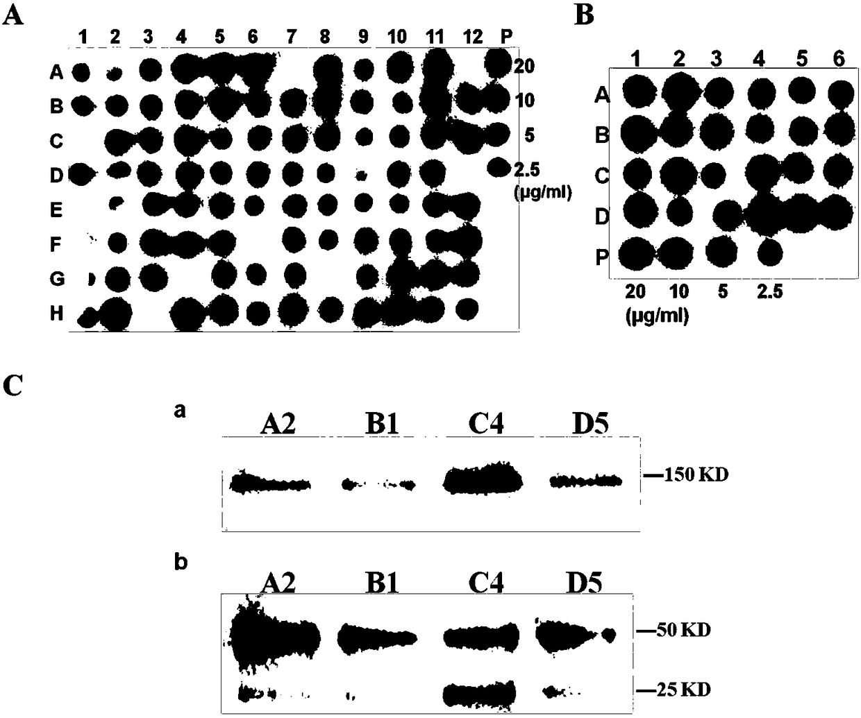 A kind of anti-human delta-like 4 humanized antibody and its preparation and application